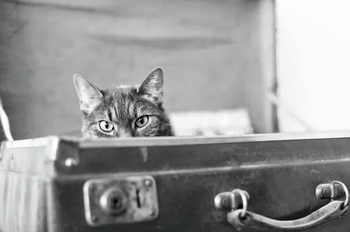 Cat in suitcase