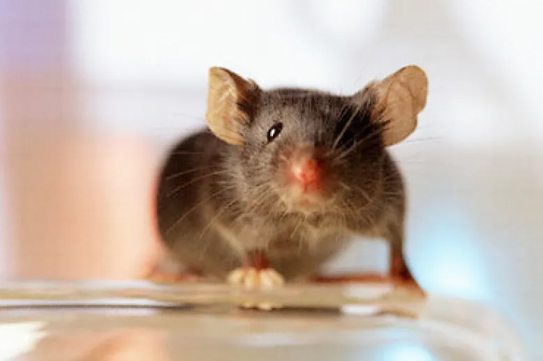 Mouse n
