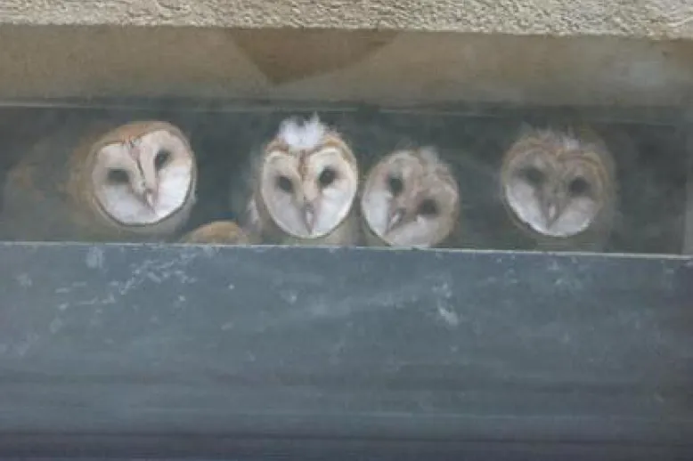 Owl babiesx wide community
