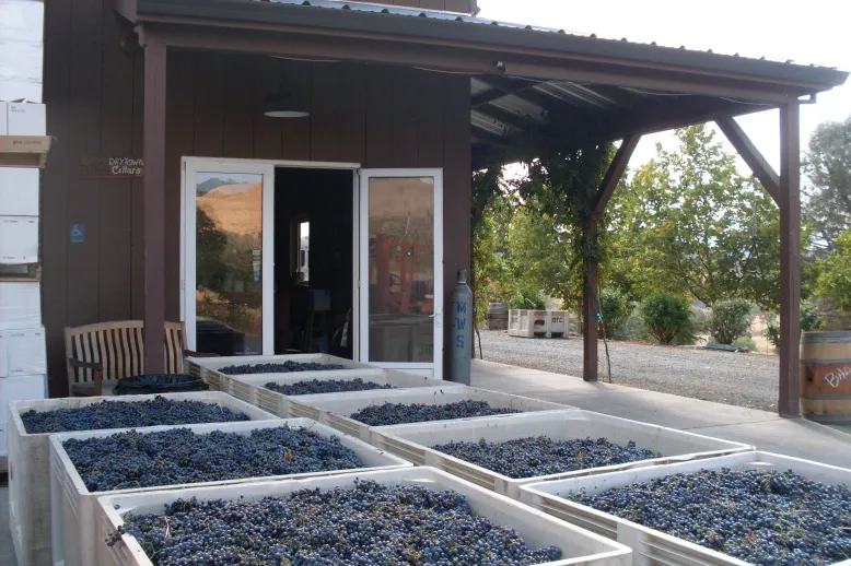 Binsofgrapes