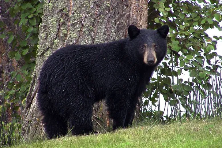 Black bear 50293 480