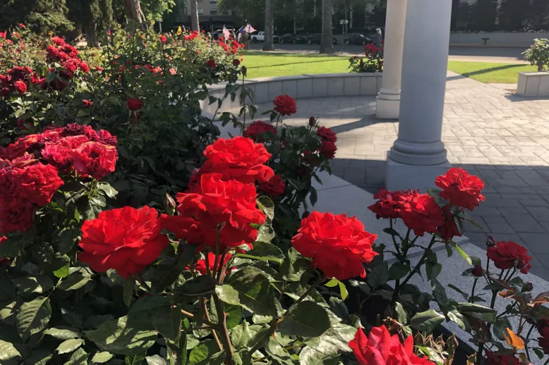 Rose garden