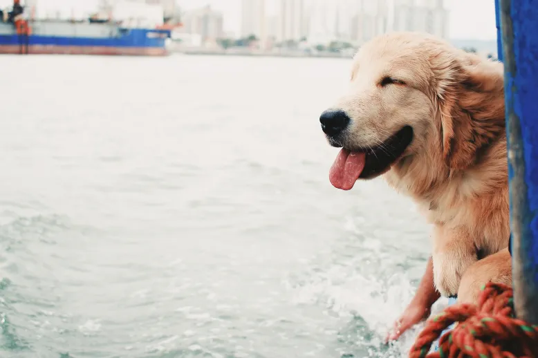Dog on boat