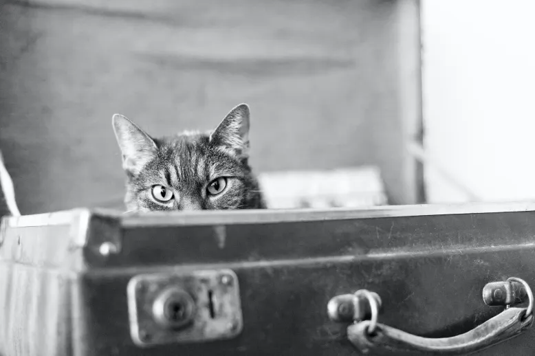 Cat in suitcase