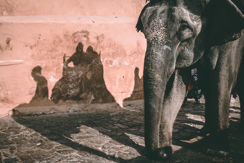 Elephant