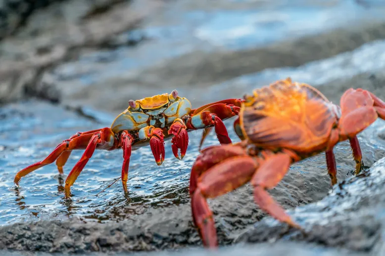 Crab