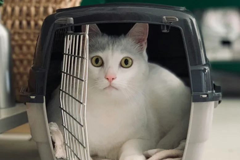 Cat in carrier
