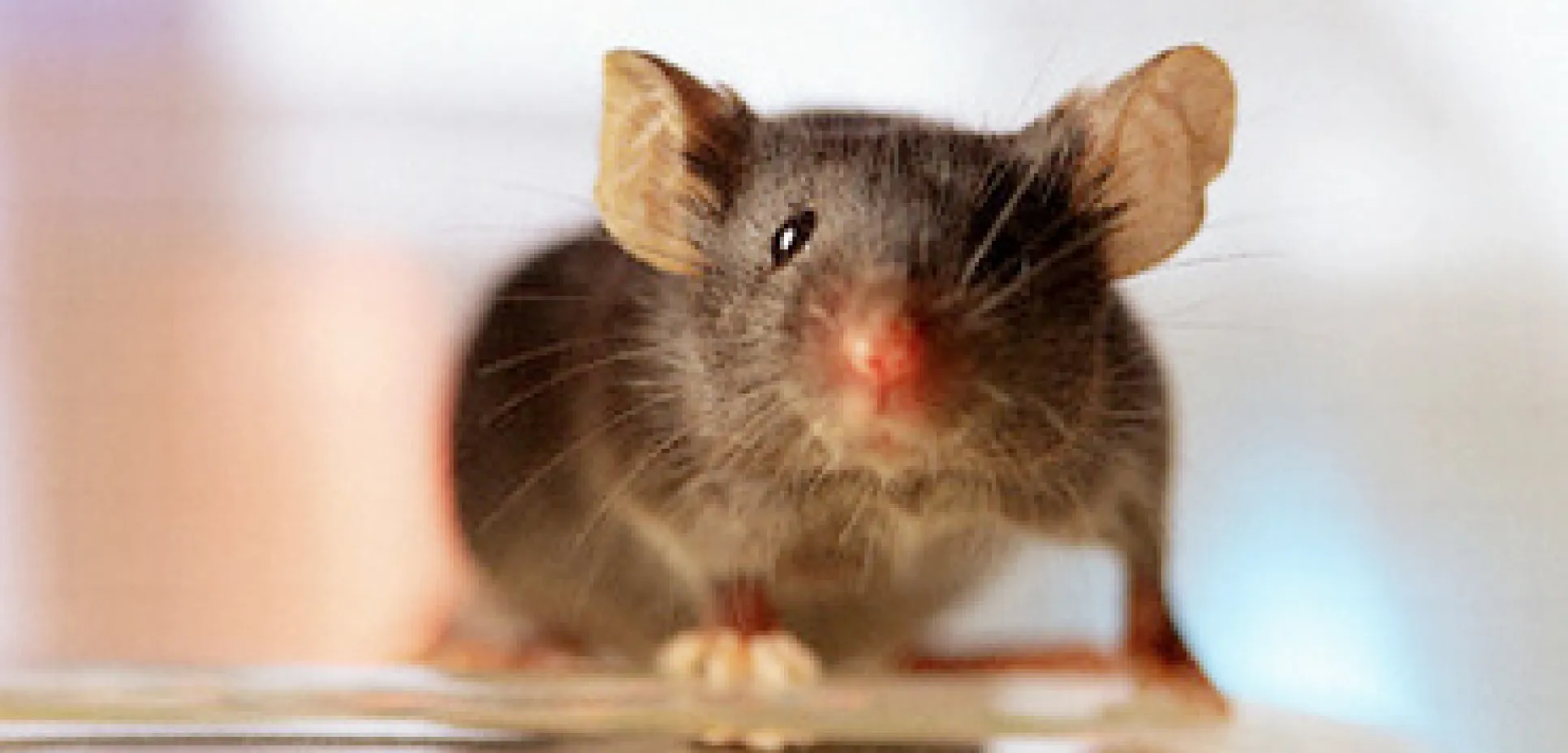 Mouse n