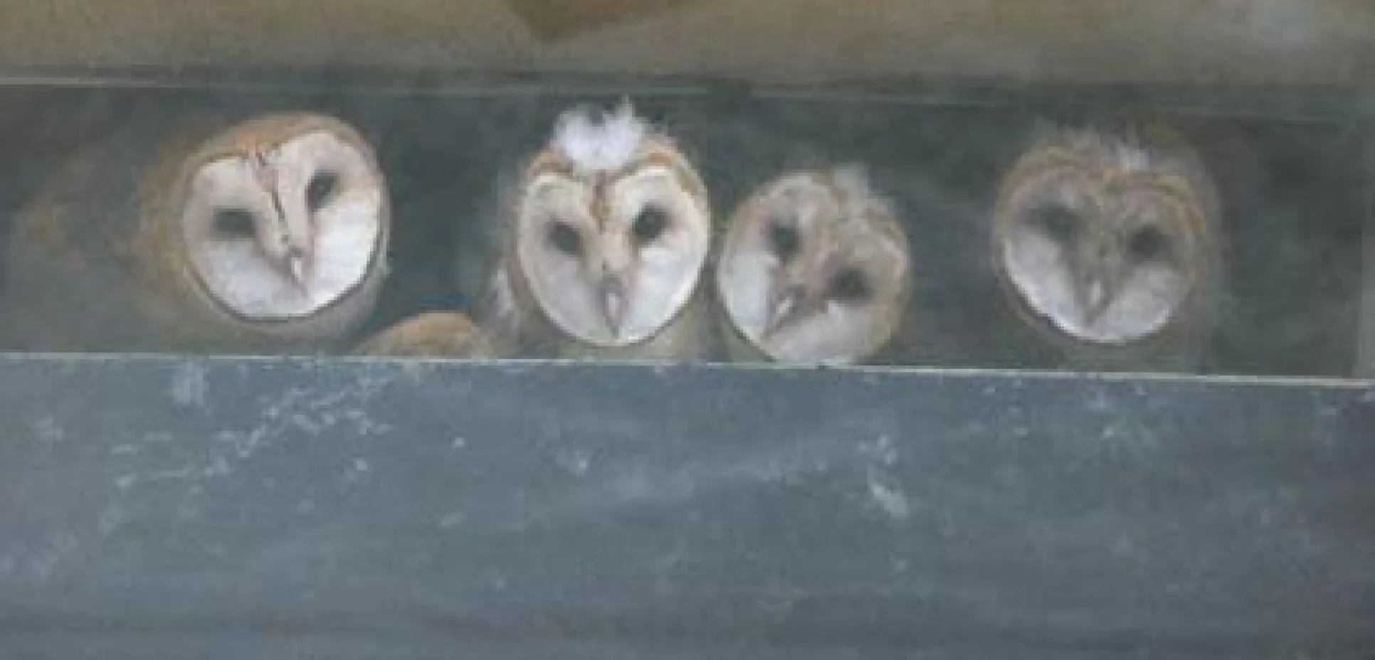 Owl babiesx wide community