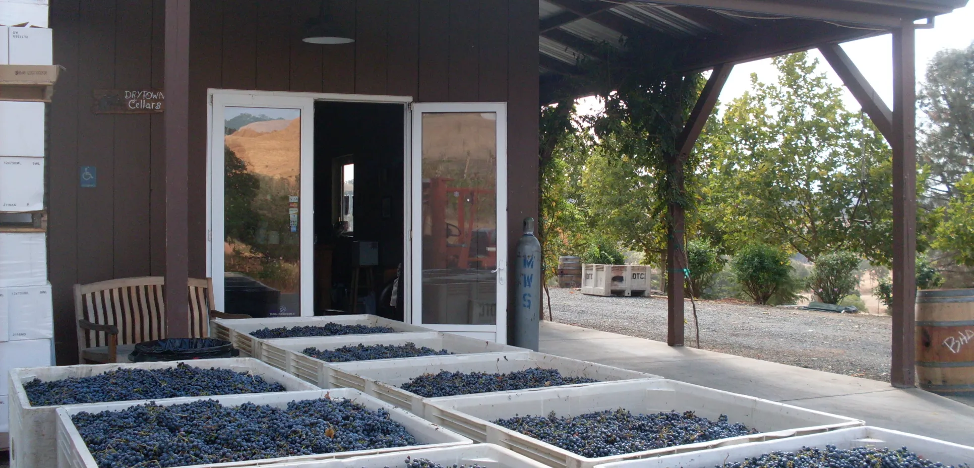 Binsofgrapes