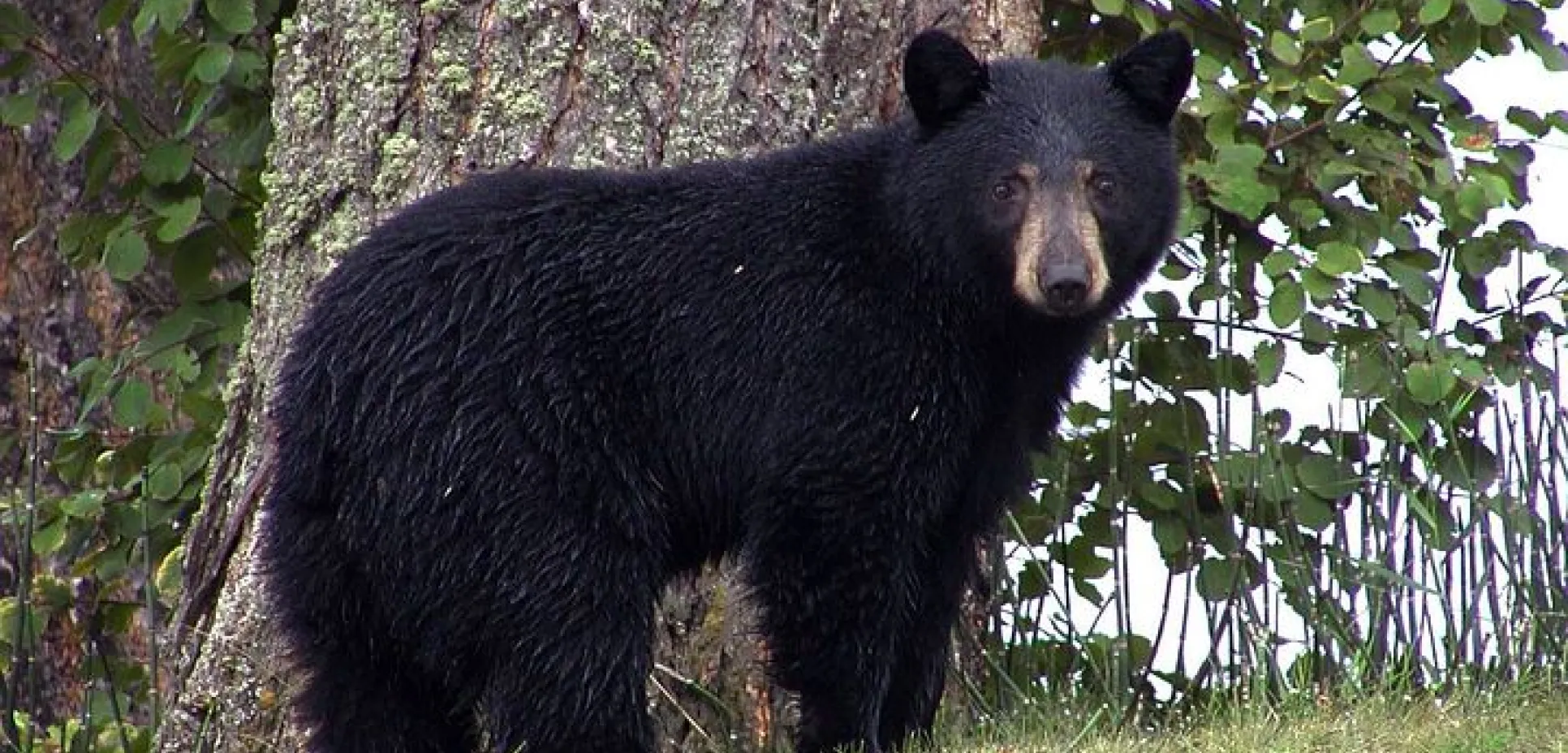 Black bear 50293 480