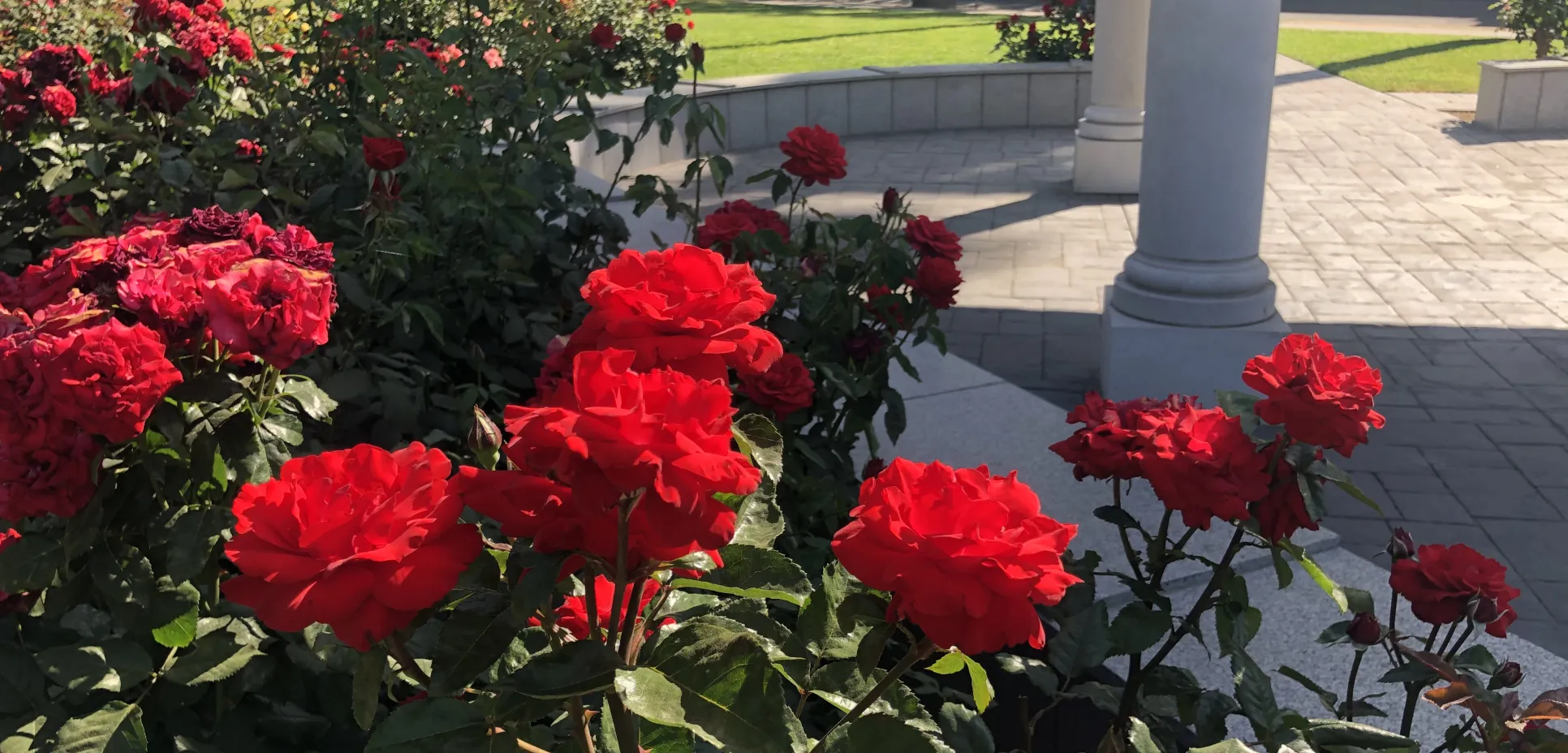 Rose garden