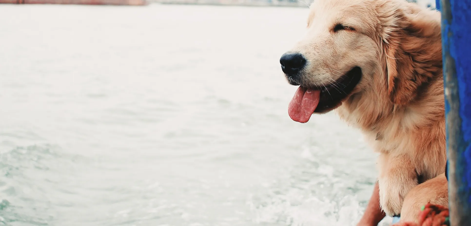 Dog on boat