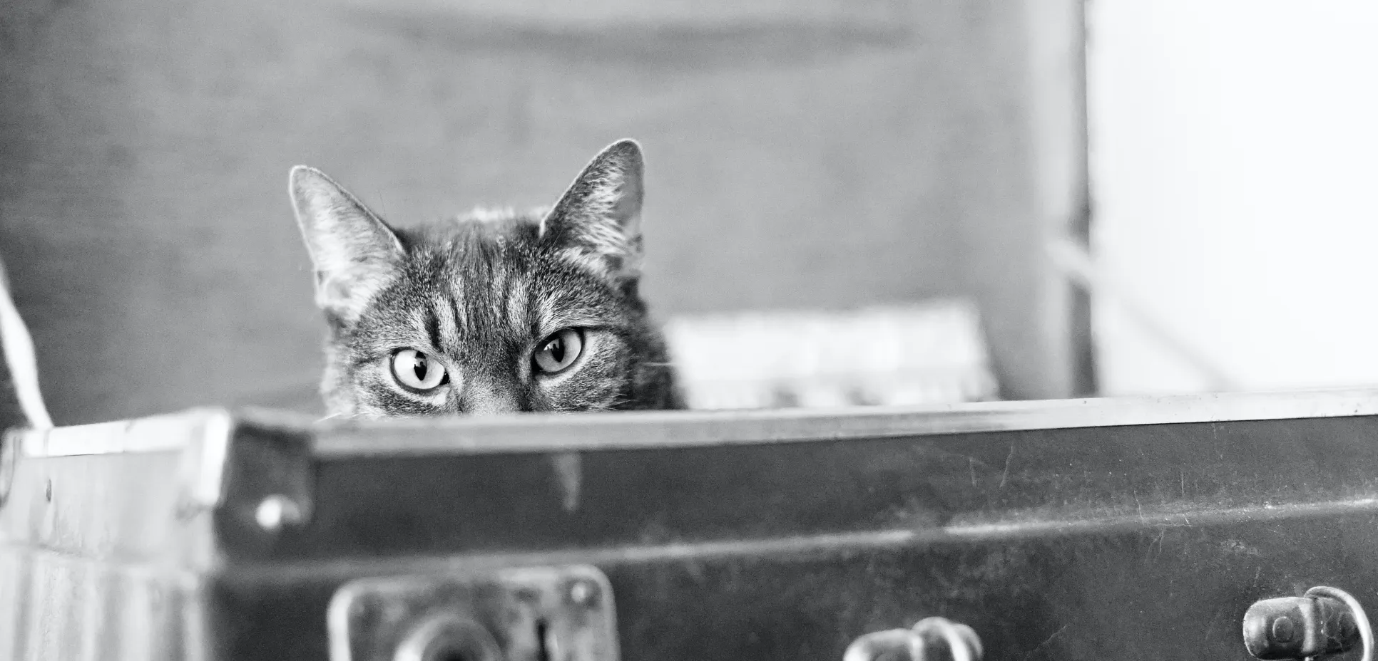 Cat in suitcase
