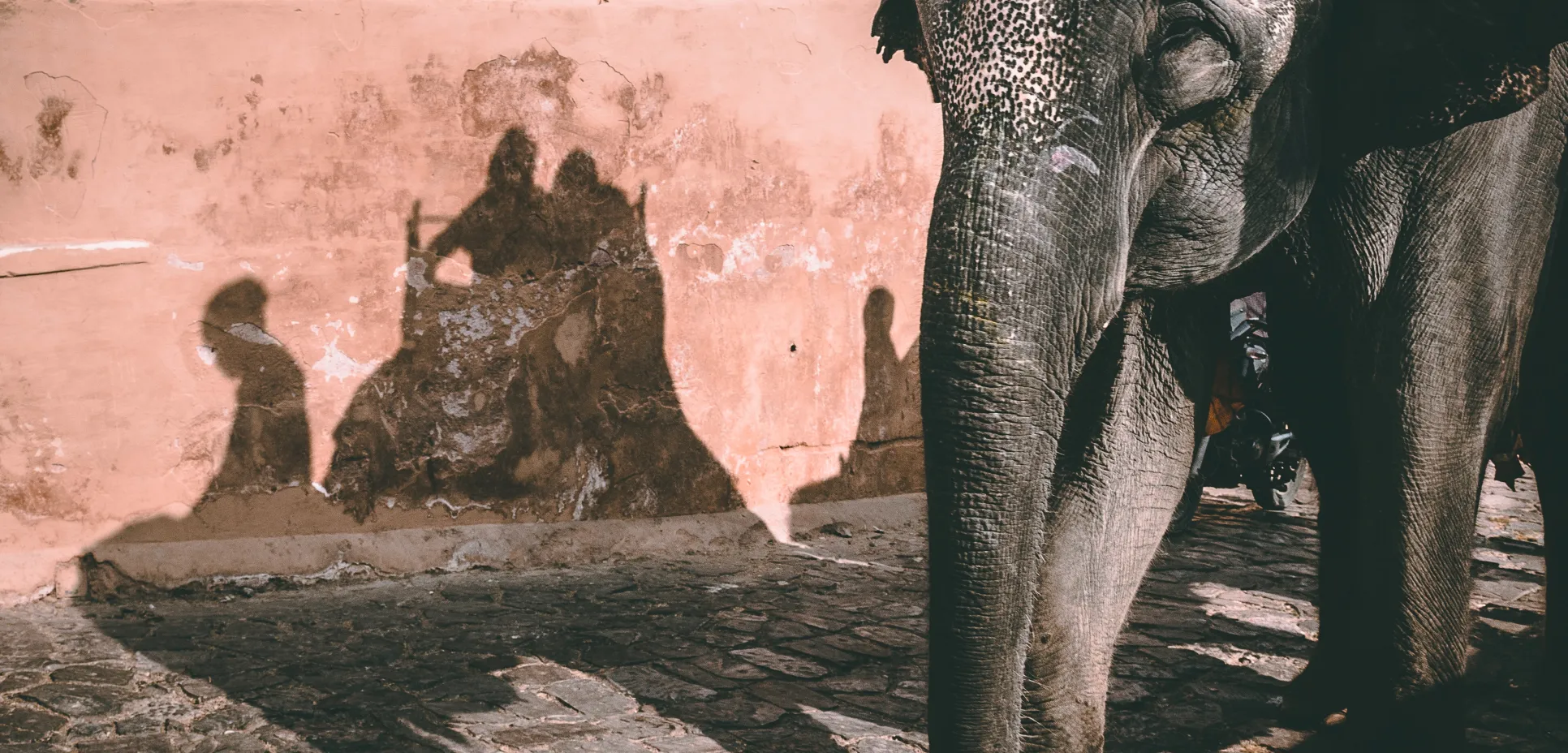 Elephant