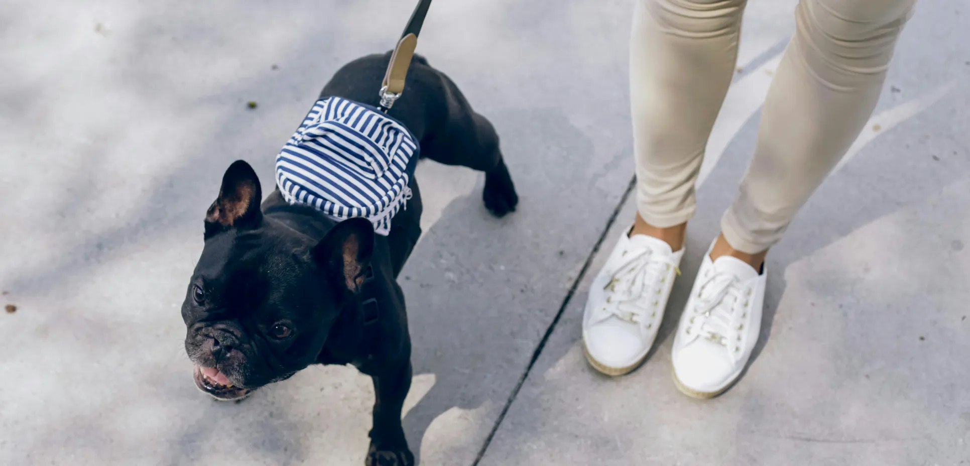 Black dog