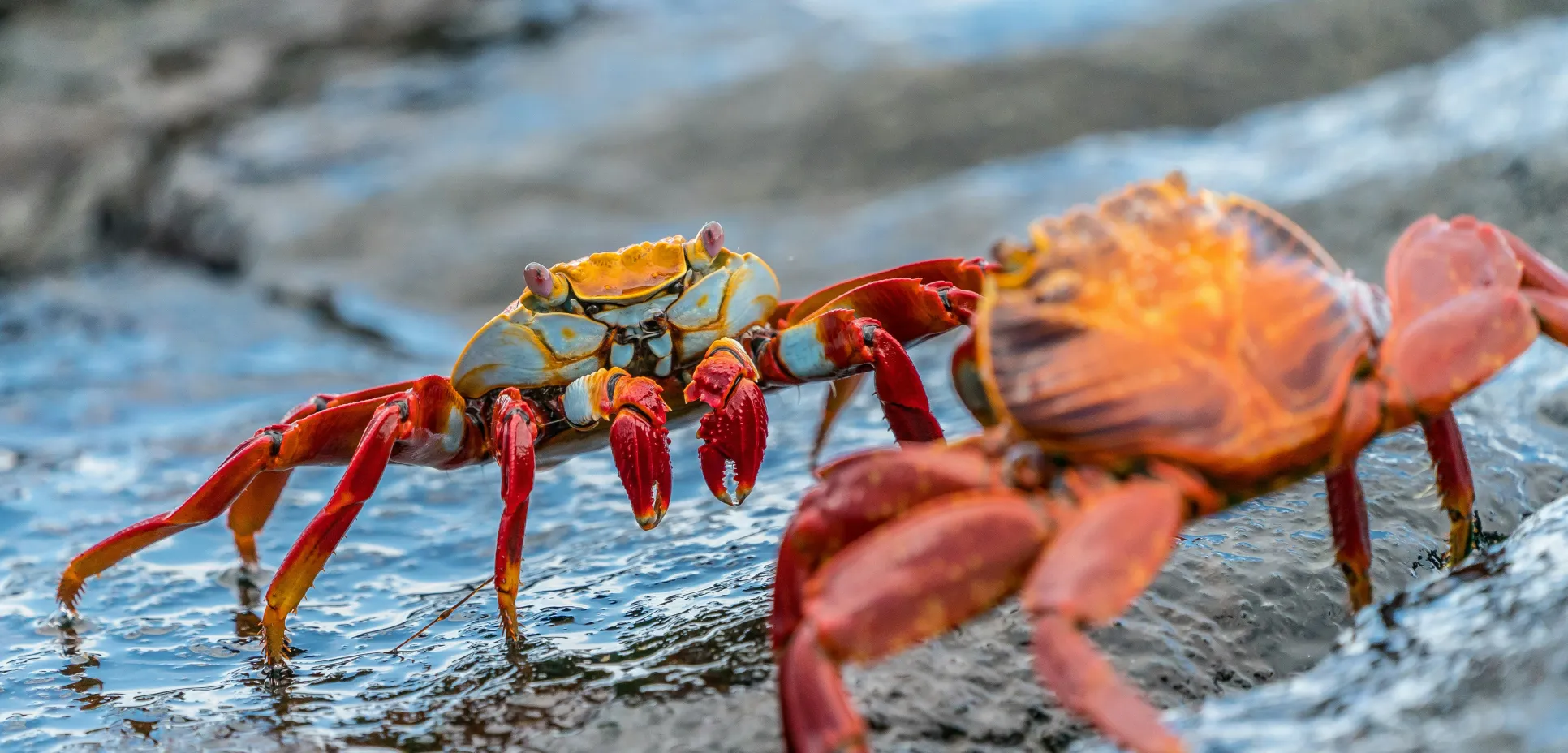 Crab