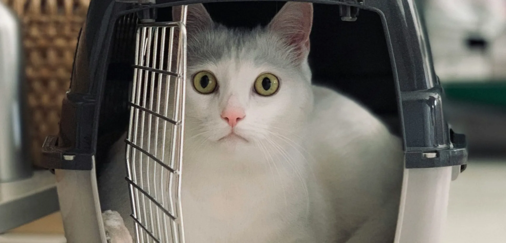 Cat in carrier