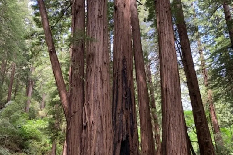 Muir Woods
