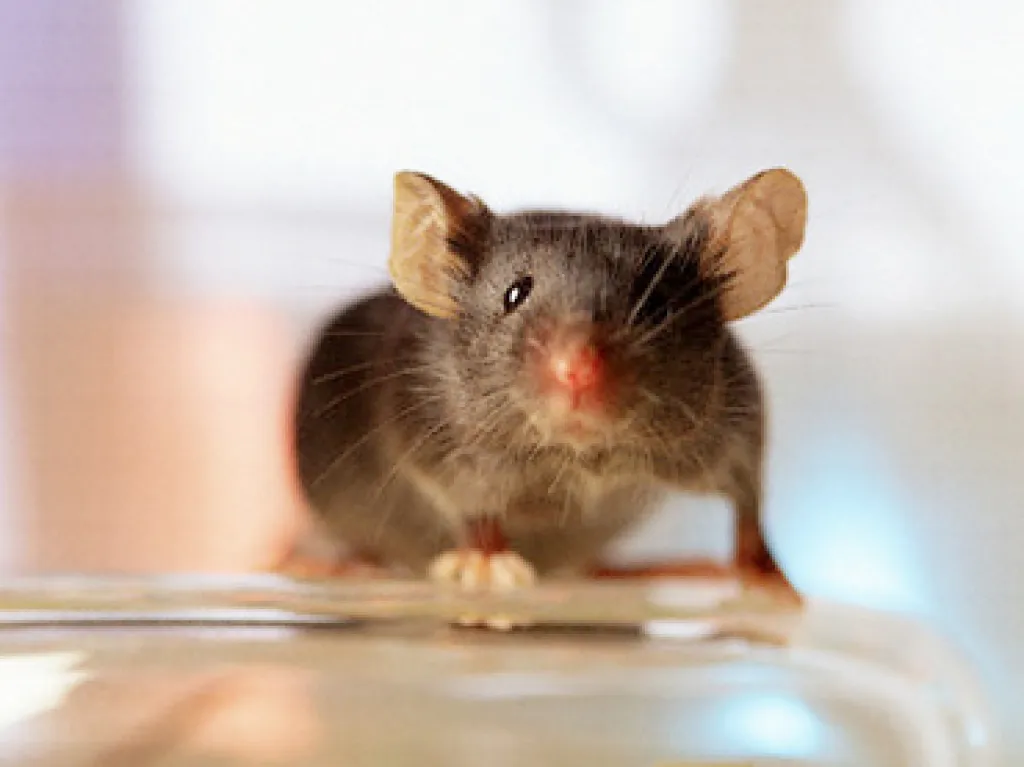 Mouse n