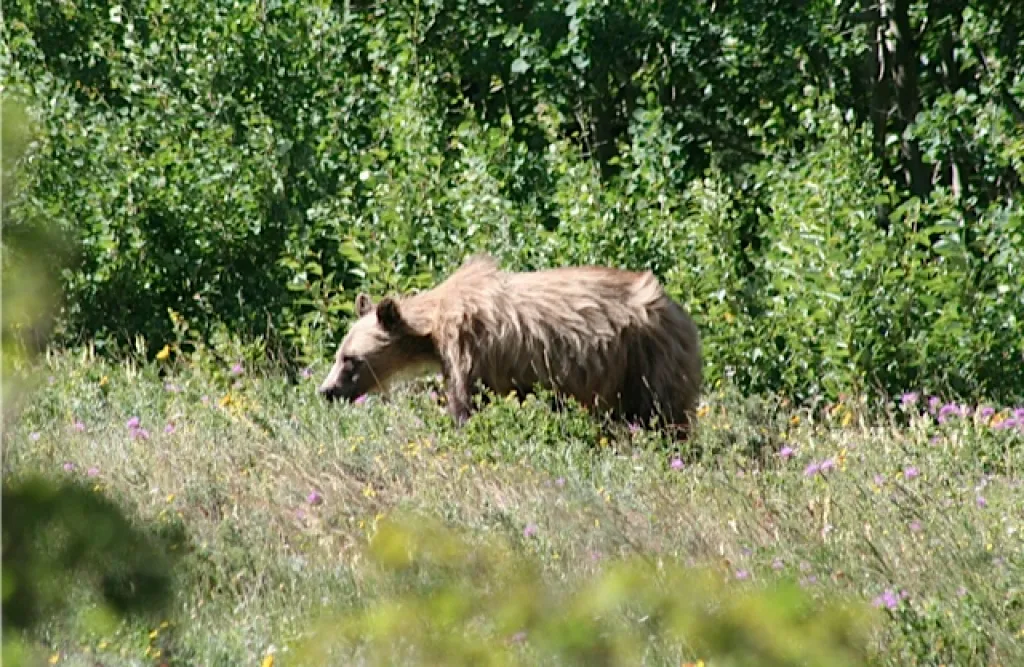 Photo from glacier waterton 13