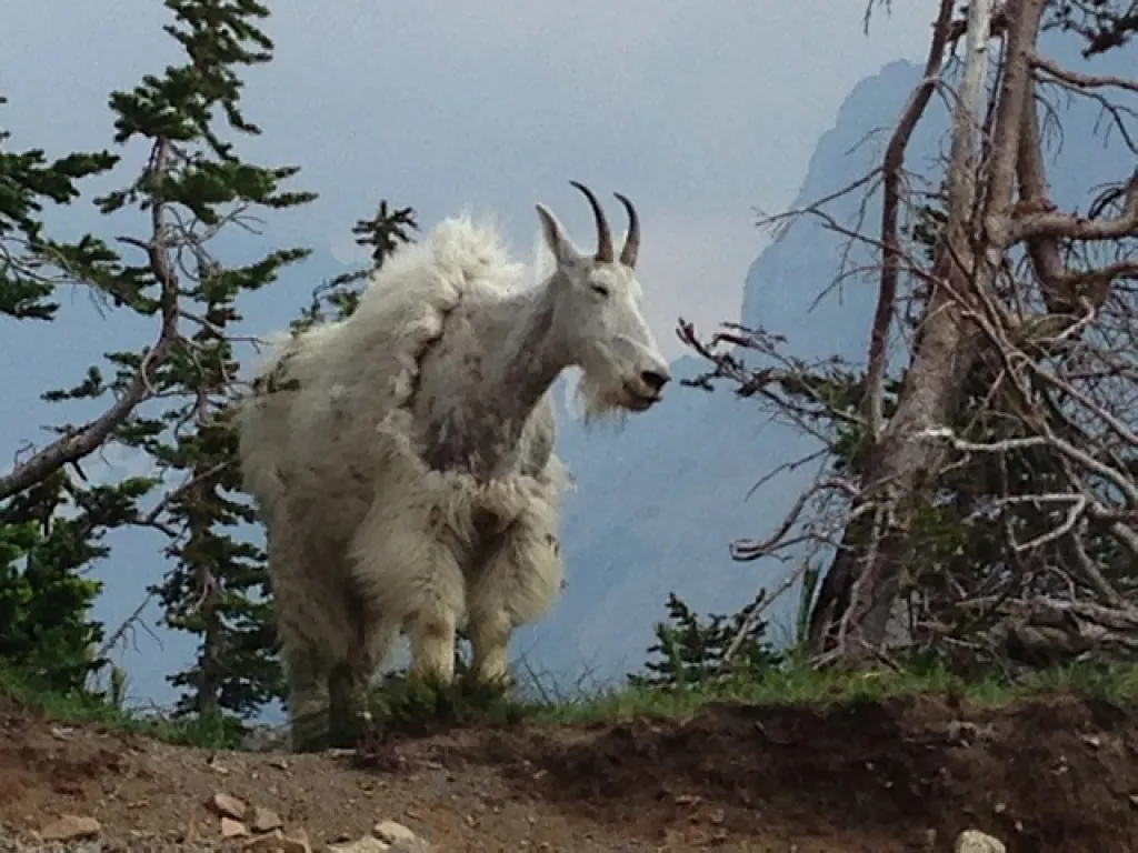 Photo from glacier waterton 14