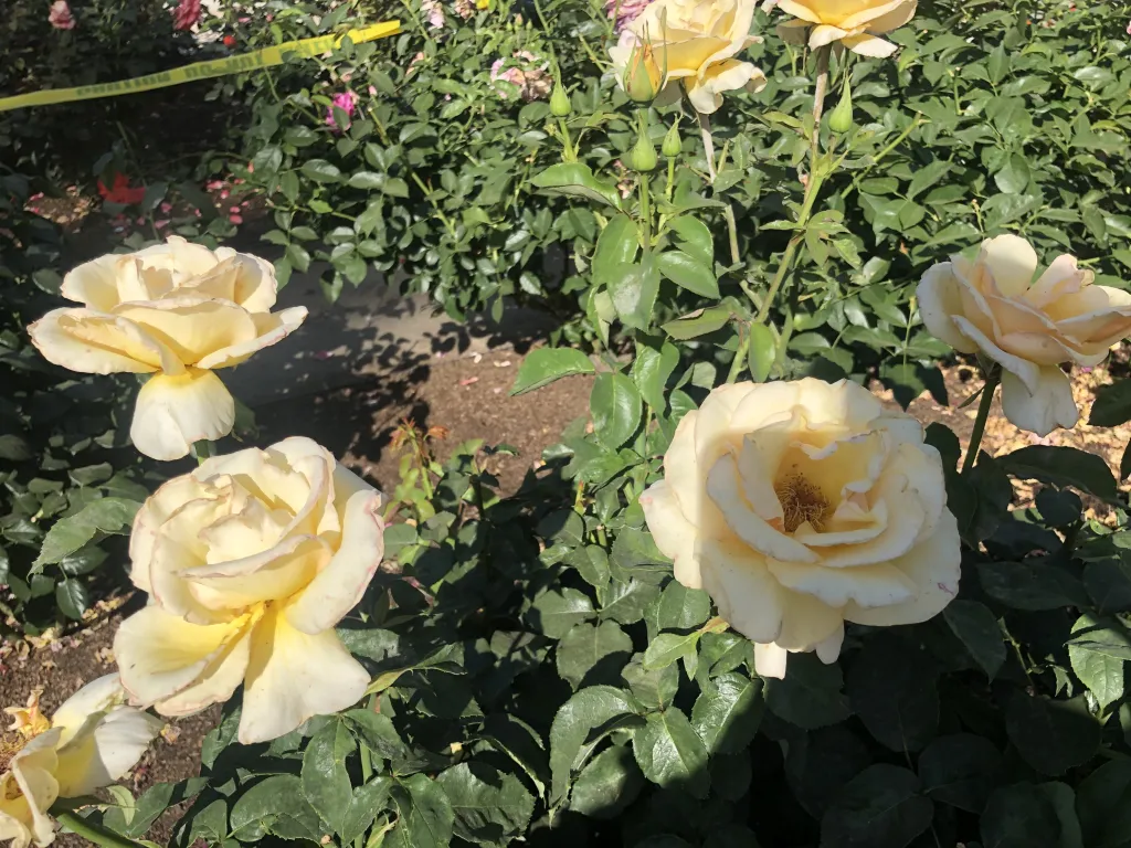 Rose garden